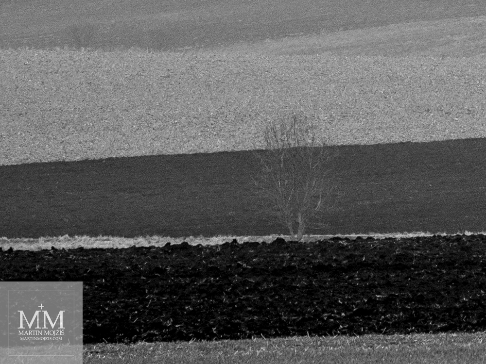 Strom v polích. Fotografie vytvořená objektivem Olympus M. Zuiko digital ED 40 - 150 mm 1:2.8 PRO.